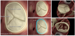 Tricuspid Anatomy